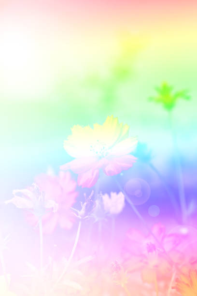 istock Cosmos flower in the garden 811735698