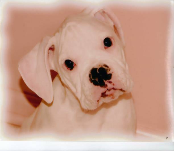istock The puppy portrait 811735846