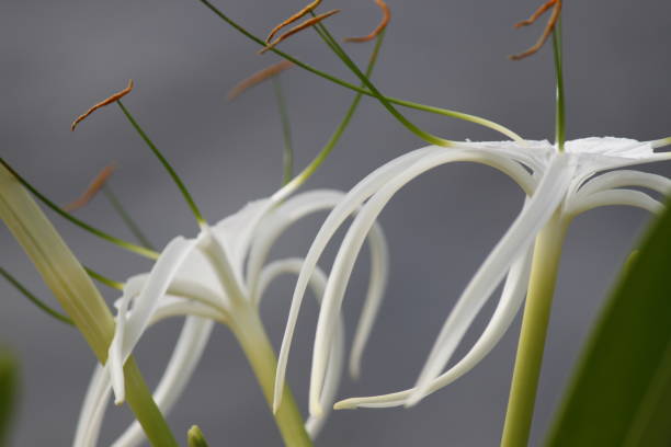 istock Hymenocallis Spider Lily Flower 811745186