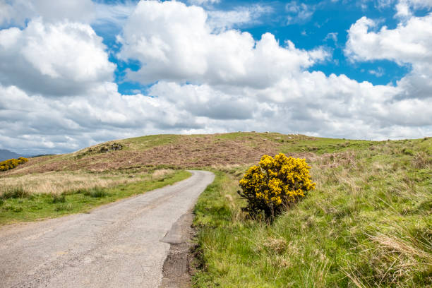 istock Scottish single track road with broom on a moor in the highlands 811757780