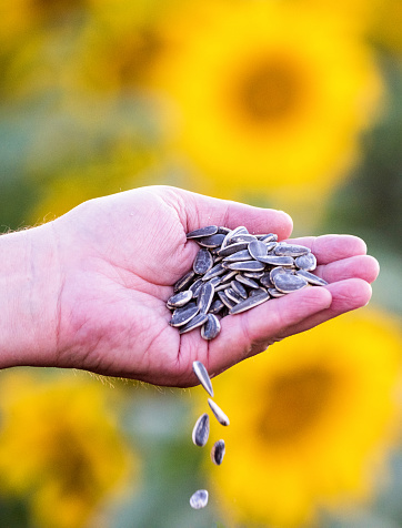 human hand holding organic sunflower seed in a sunflower plants background