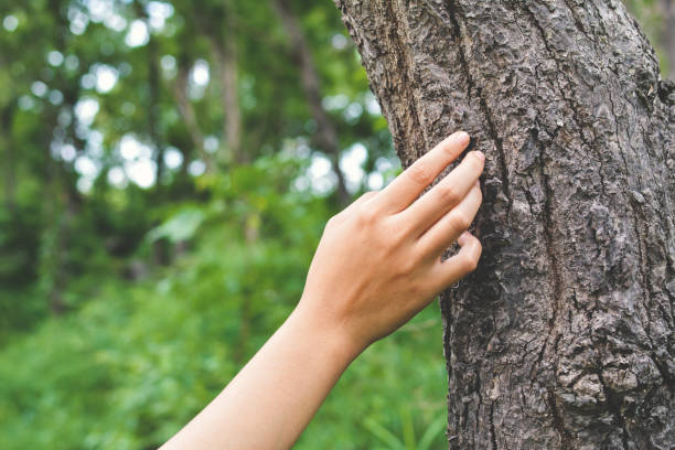 istock Young female hand touching a tree in forest, concept saving of environment 811767776