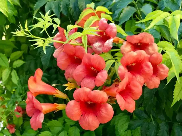 Bignonia campsis flower