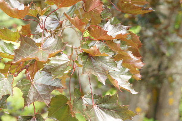 maple-leafed - purple king - z pięknymi czerwonymi liśćmi - japanese maple leaf water japan zdjęcia i obrazy z banku zdjęć