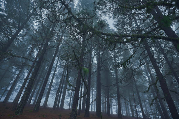 istock forest in foggy night 811775948