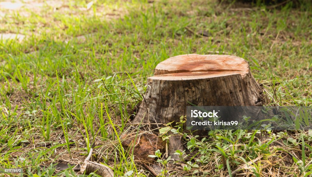 Stump on green grass in the garden. Old tree stump in the summer park. Tree Stump Stock Photo