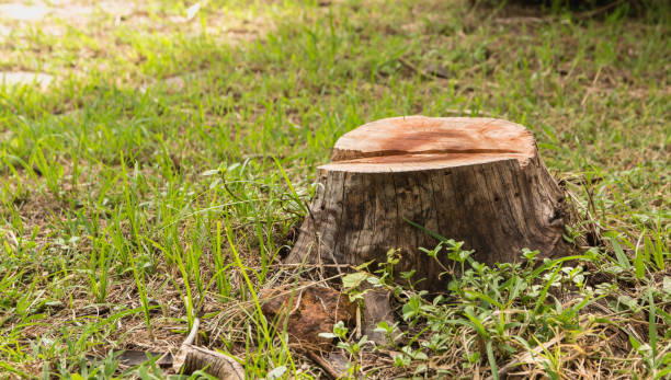 Stump on green grass in the garden. Old tree stump in the summer park. stock photo
