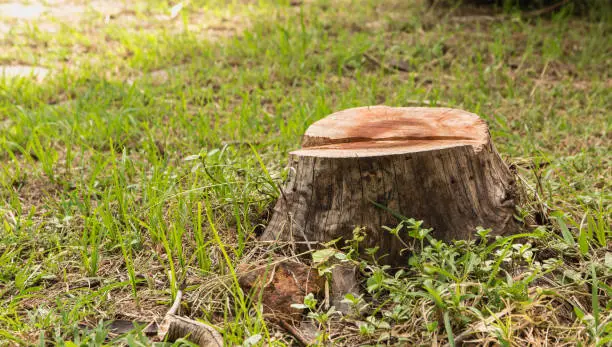 Photo of Stump on green grass in the garden. Old tree stump in the summer park.