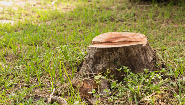 toco na grama verde no jardim. velho tronco de árvore no parque de verão. - grinding - fotografias e filmes do acervo