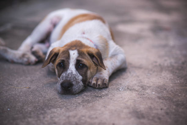 istock Dog is lying down on the floor. 811782596