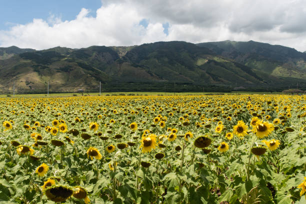 istock Sunflower field on Maui 811785166