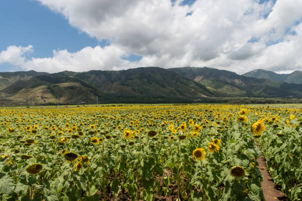 istock Sunflower field on Maui 811785174