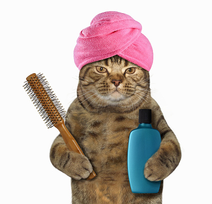 The cat in a turban is holding a hairbrush and a bottle of shampoo. White background.