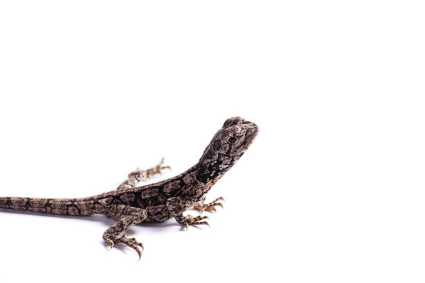 istock Frilled Neck Lizard isolated white background 811790386
