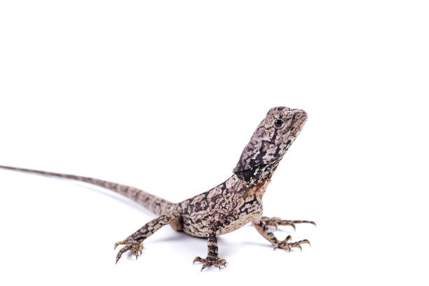istock Frilled Neck Lizard isolated white background 811790388
