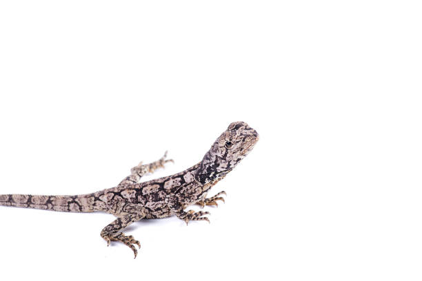 istock Frilled Neck Lizard isolated white background 811790394