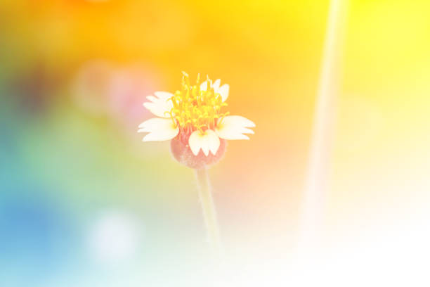 istock flower growing in the meadow 811795736