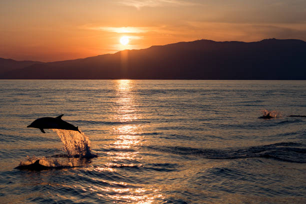 istock Dolphin while jumping in the sea at sunset 811797910