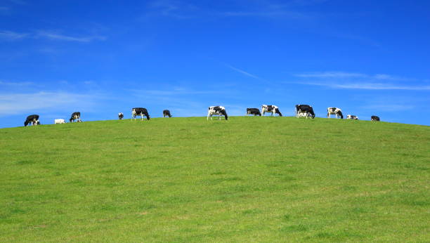istock Herd of cows graze on a horizon 811798264