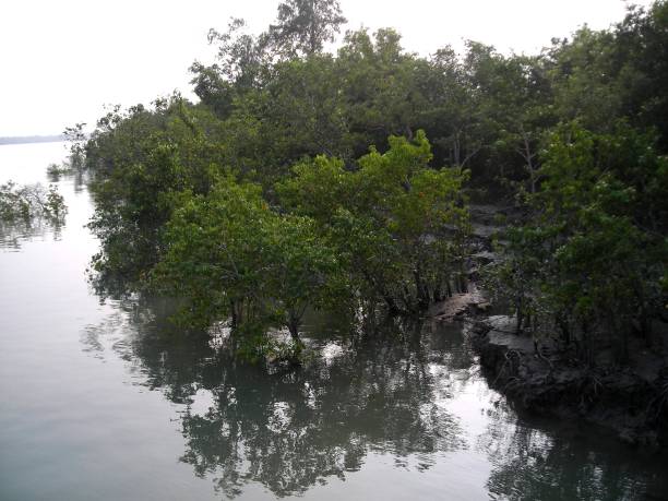 istock MANGROVE FOREST . SUNDARBON. INDIA 811798324
