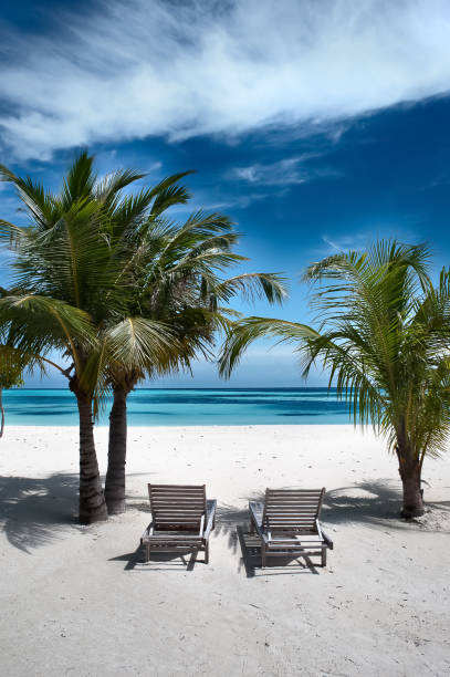 istock plank beds under palm trees, white sand 811798374