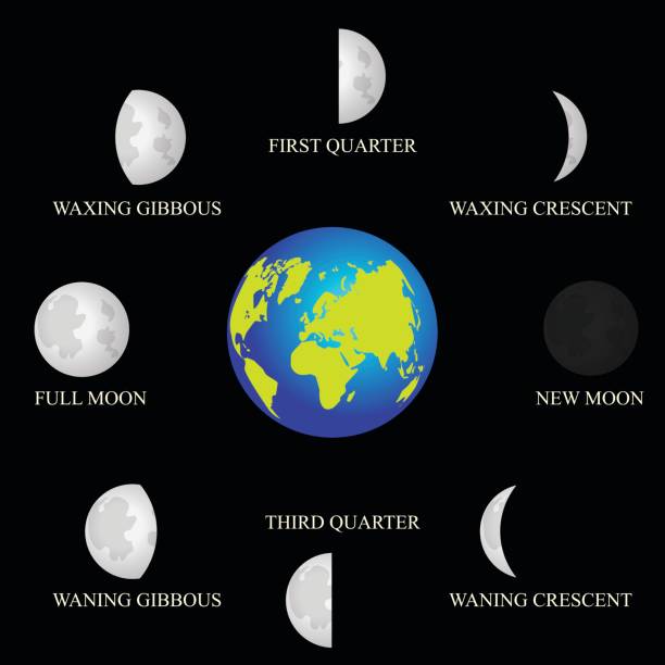 Basic phases of the moon. Basic phases of the moon. vector illustration galaxy diagram stock illustrations