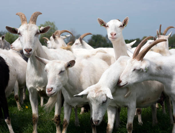 istock white goats outside in meadow against blue cloudy sky 811803092