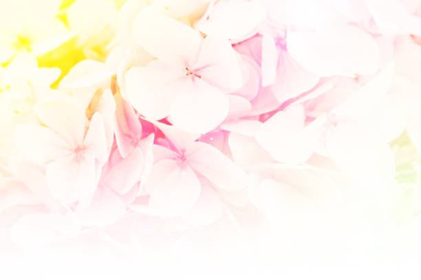 istock Abstract background of flowers. 811805574