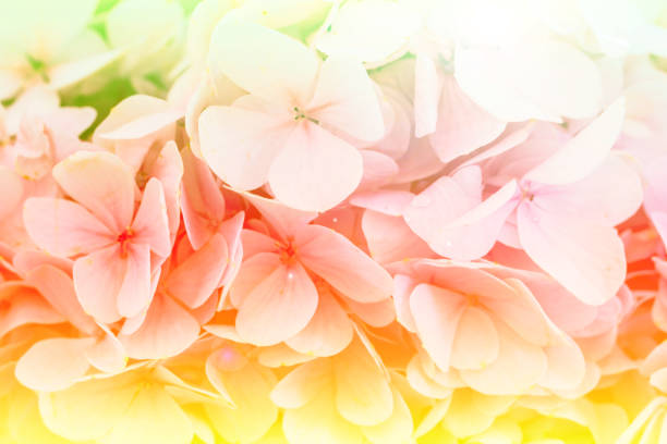 istock Abstract background of flowers. 811805612