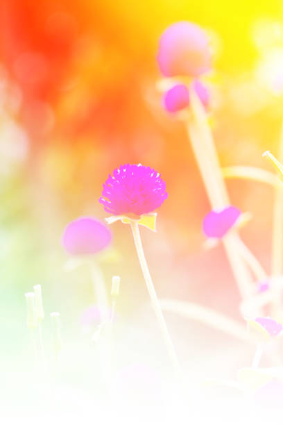 istock Close up purple amaranth in the garden 811808078