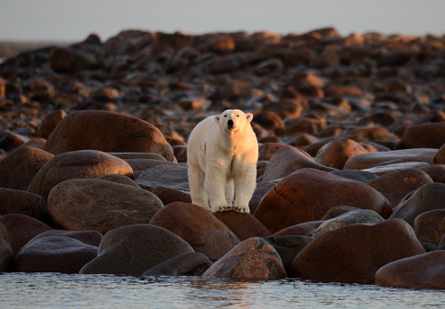 polar bear in the Hudson bay, Canada in the early evening with the golden light on him