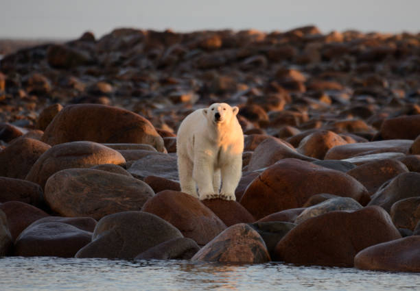 polar bear in summer evening with golden light polar bear in the Hudson bay, Canada in the early evening with the golden light on him manitoba photos stock pictures, royalty-free photos & images
