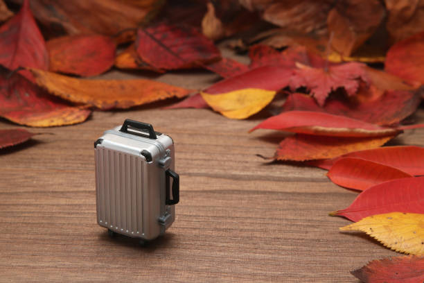 istock Fallen leaves and luggage on wood  plank. 811815920