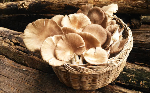 Oyster Mushroom Fresh Oyster Mushroom in Basket oyster mushroom stock pictures, royalty-free photos & images