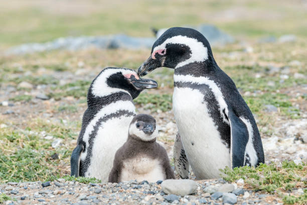 パタゴニア、チリ、南アメリカのマグダレナ島に赤ちゃんとマゼラン ペンギンの famaly - magallanes y antartica chilena region ストックフォトと画像