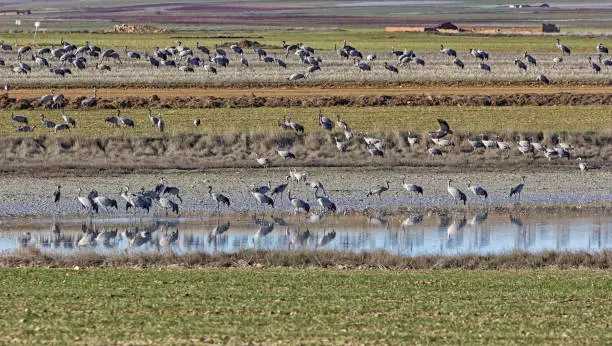 Many European cranes overwinter each year in the Laguna de Gallocanta, in Aragon, Spain. You'll find plenty of food in the fields.