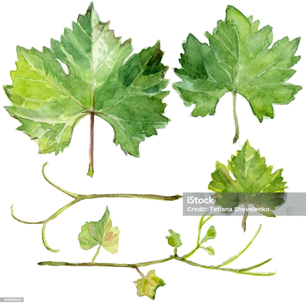 Set of grape leaves, watercolor sketch Grape stock illustration