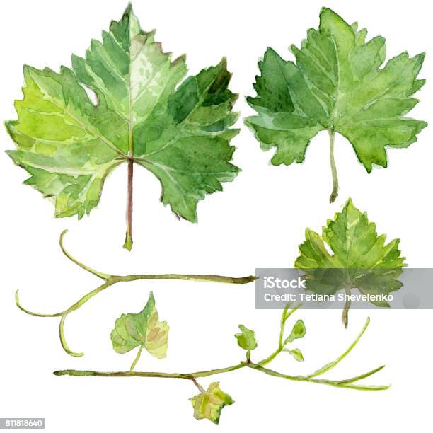 Set Of Grape Leaves Watercolor Sketch Stock Illustration - Download Image Now - Grape, Vine - Plant, Leaf