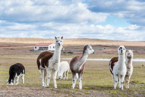 istock Llamas on the farm. Patagonia 811818648