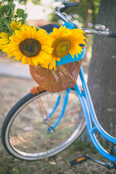 istock Beautiful sunflowers on a bicycle's basket 811819006
