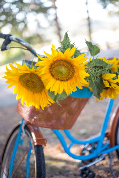 istock Beautiful sunflowers on a bicycle's basket 811819018