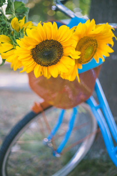 istock Beautiful sunflowers on a bicycle's basket 811819112