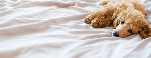 istock Poodle dog is lying and sleeping in bed, having a siesta. 811830764
