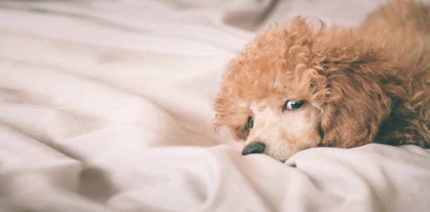 istock Poodle dog is lying and sleeping in bed, having a siesta. 811830766