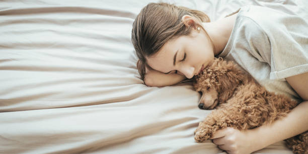 Young woman is lying and sleeping with poodle dog in bed. stock photo