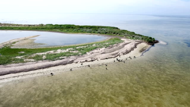 Aerial shot of a curvy seacoast sand spit in the Black sea with cormorants