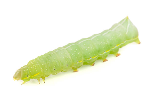 istock Green caterpillar isolated on white background close-up 811844320