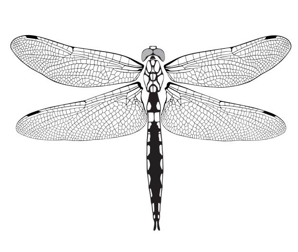 dragonfly dragonfly on a white background dragonfly stock illustrations