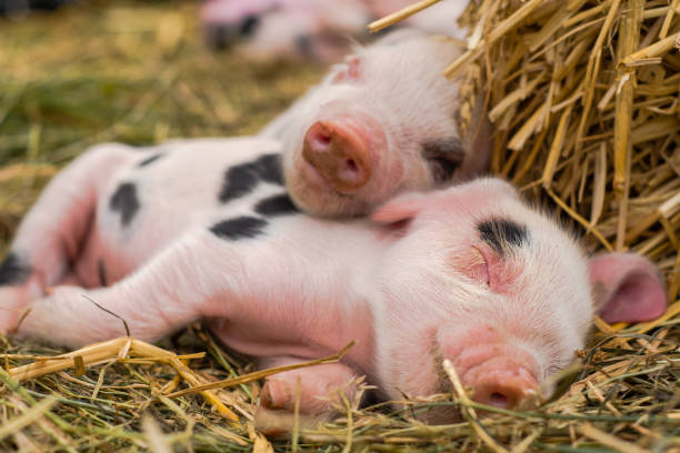 Oxford Sandy and Black piglets sleeping together Four day old domestic pigs outdoors, with black spots on pink skin ian stock pictures, royalty-free photos & images