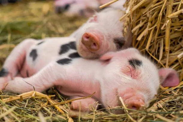 Four day old domestic pigs outdoors, with black spots on pink skin